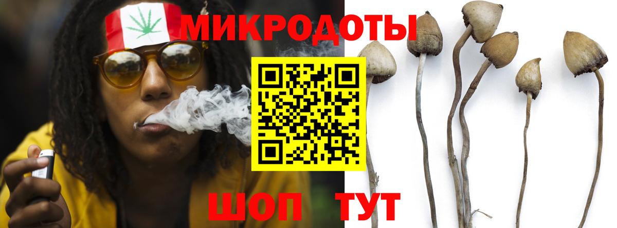 Галлюциногенные грибы Psilocybine cubensis Магнитогорск